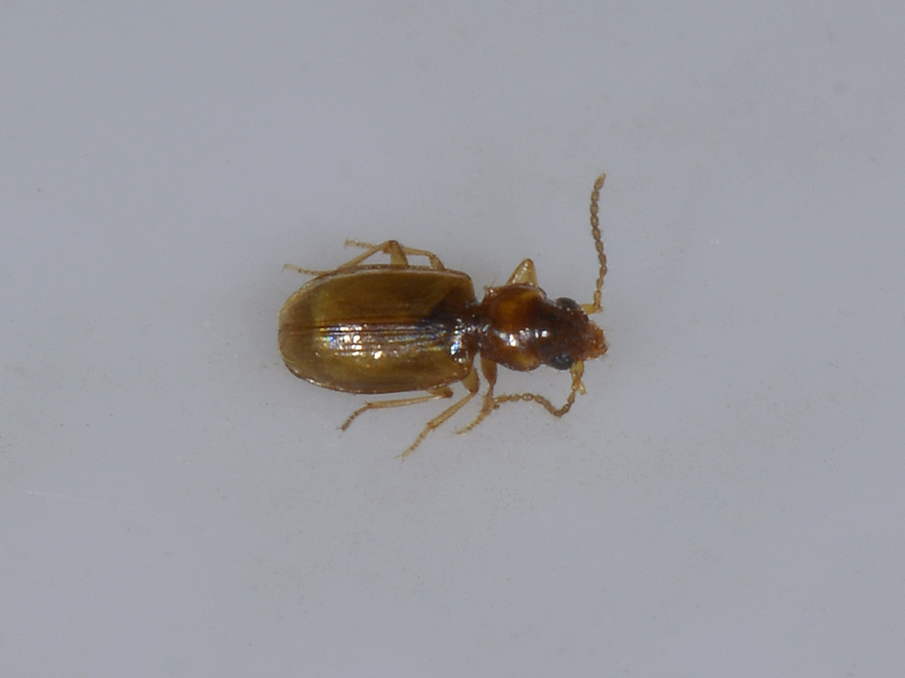 Paratachys micros (cf.)